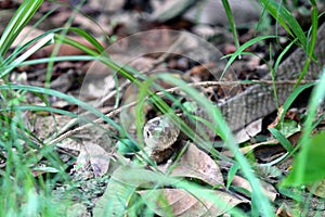 RAT SNAKE